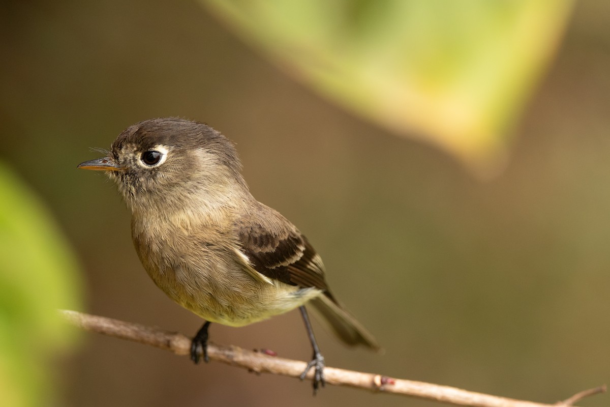 Black-capped Flycatcher - ML636443623