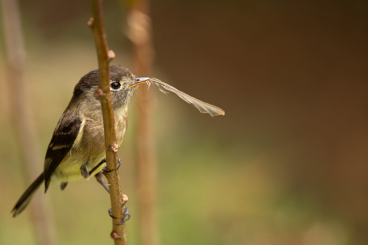 Black-capped Flycatcher - ML636443624