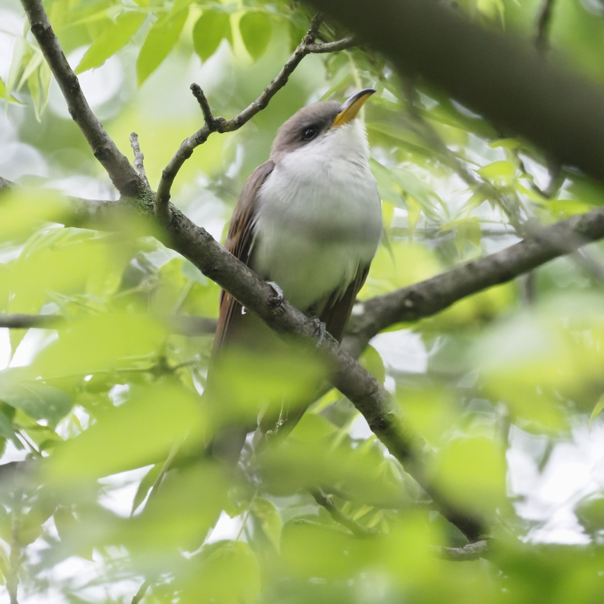 Yellow-billed Cuckoo - Paul Fox