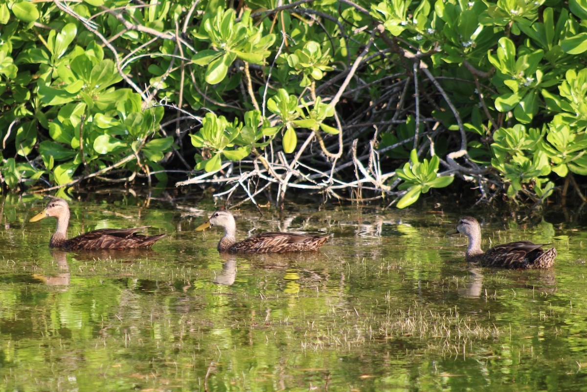 Mottled Duck - ML636443744