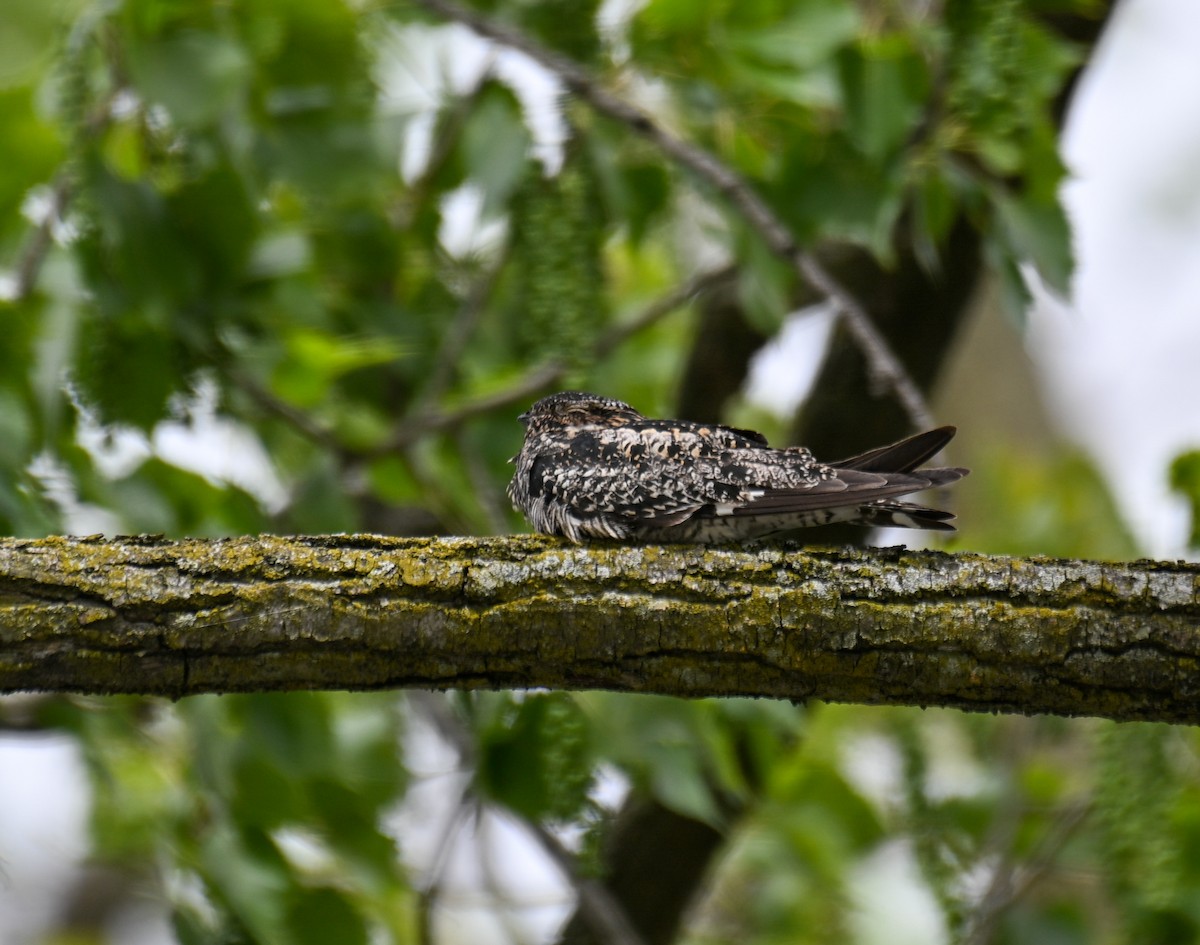 Falkennachtschwalbe - ML636443789