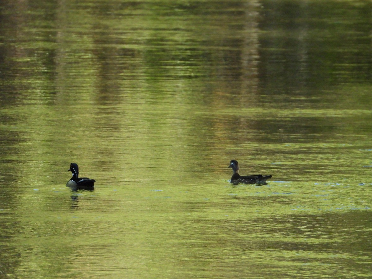 Wood Duck - ML636443806
