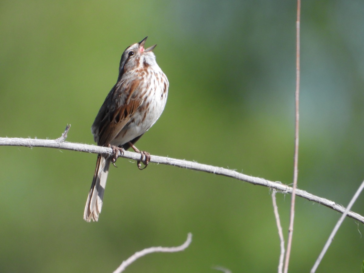 Song Sparrow - ML636443828