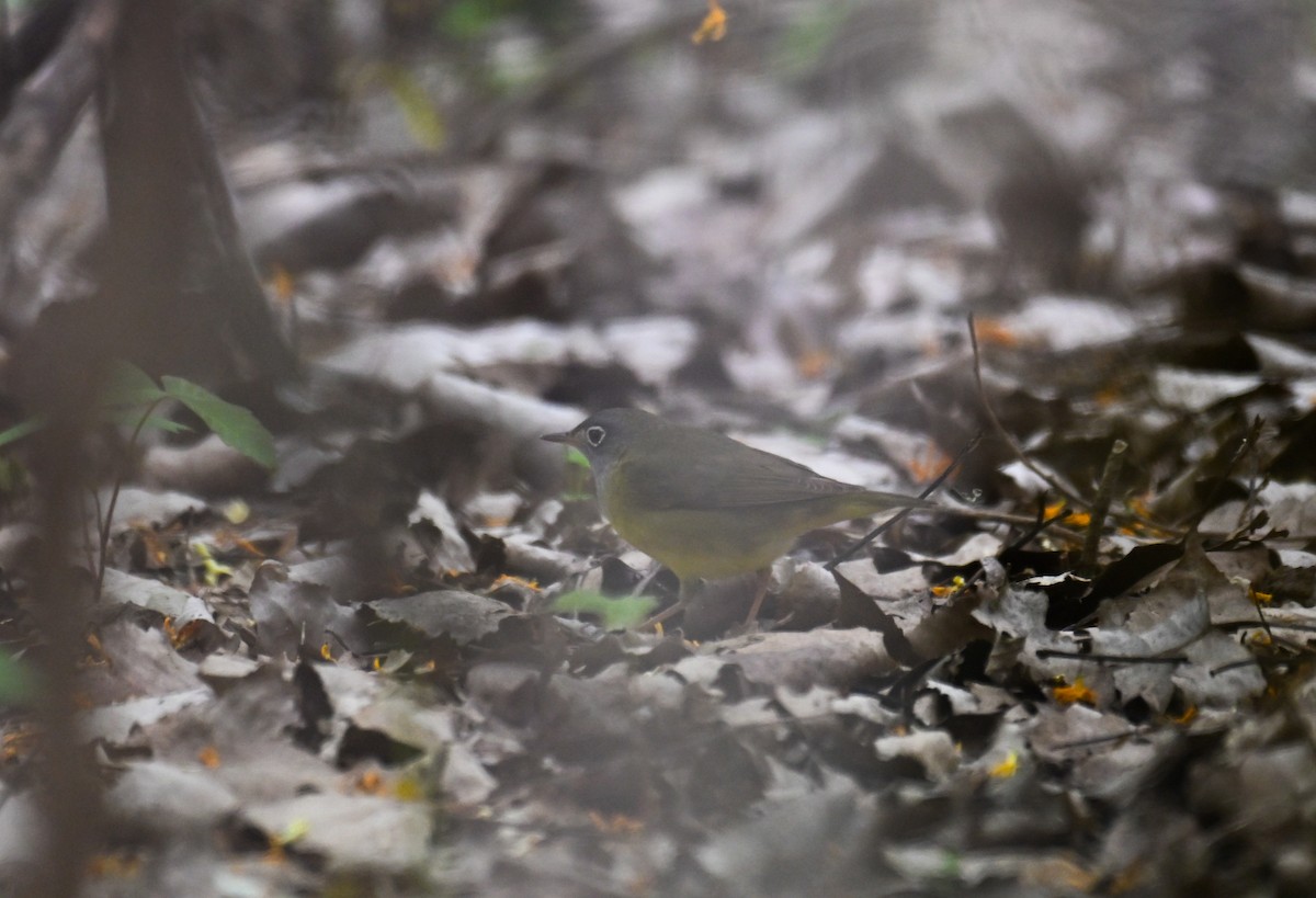 Augenring-Waldsänger - ML636443841