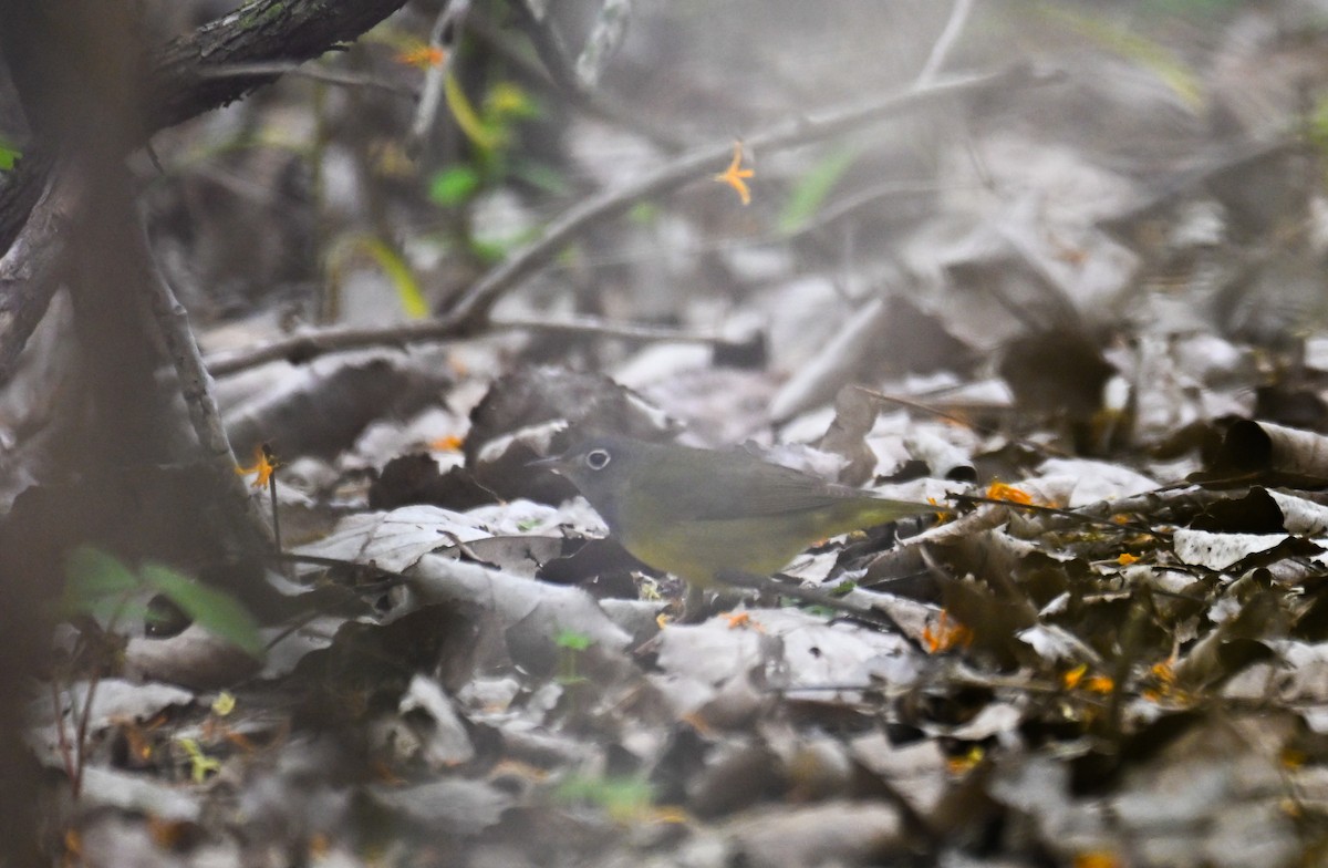 Augenring-Waldsänger - ML636443842