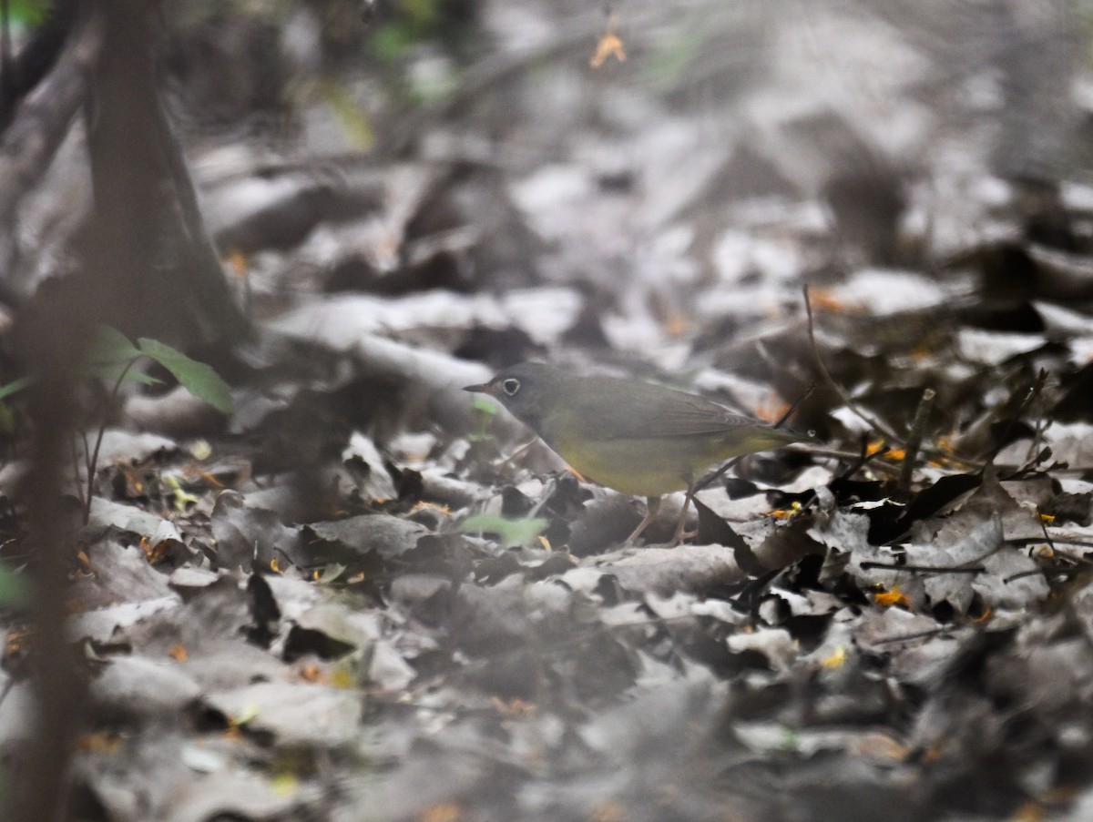 Augenring-Waldsänger - ML636443844