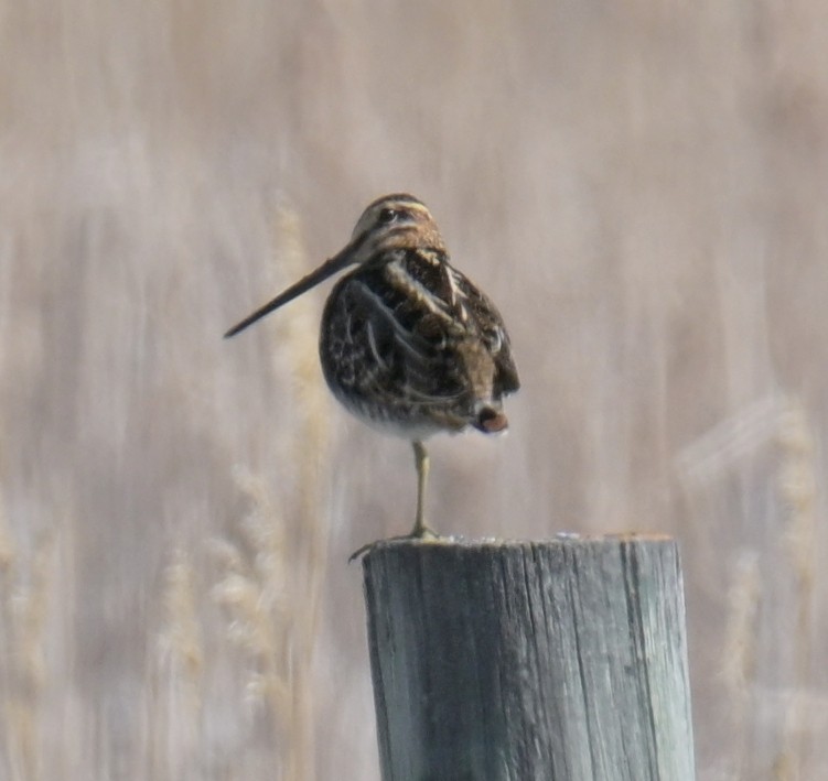 Wilson's Snipe - ML636443845