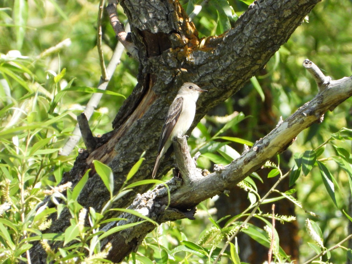 Western Wood-Pewee - ML636443851