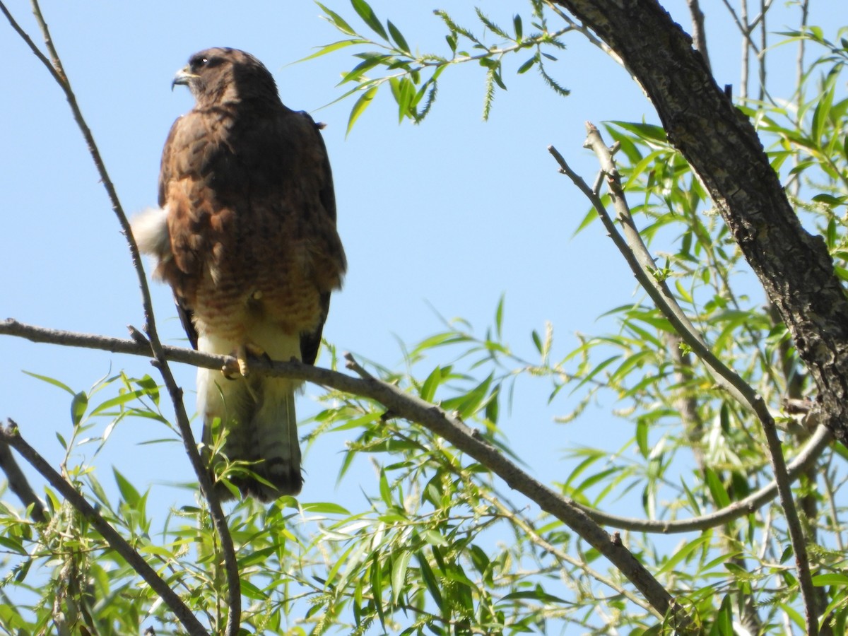 Swainson's Hawk - ML636443873