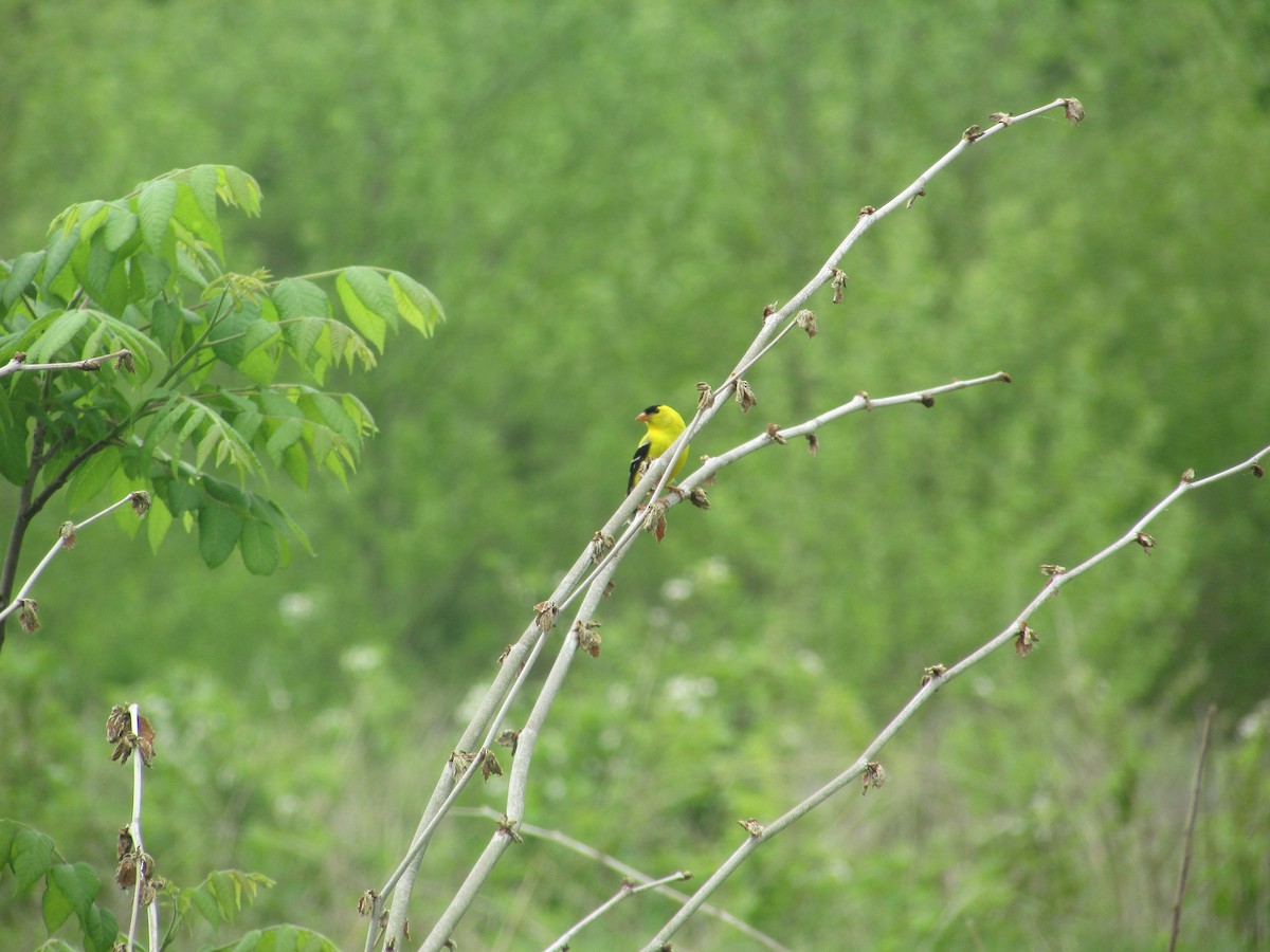 American Goldfinch - ML636443985