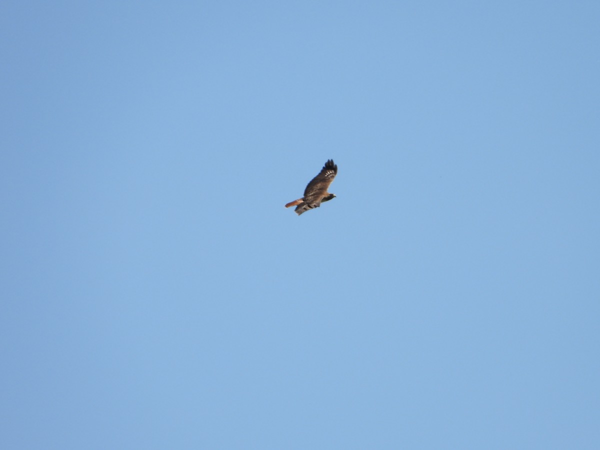 Red-tailed Hawk - ML636443987