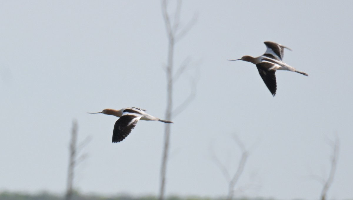 American Avocet - ML636444008