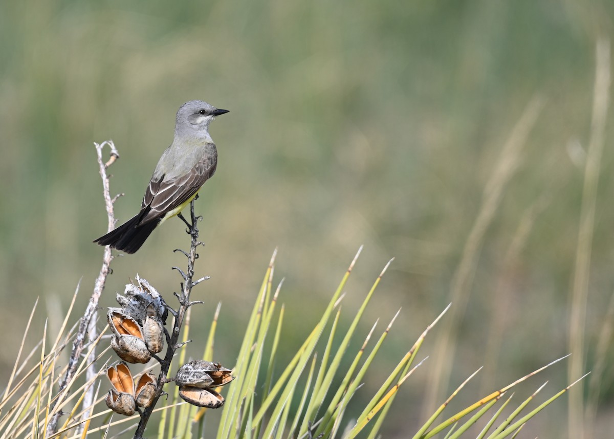 Western Kingbird - ML636444044