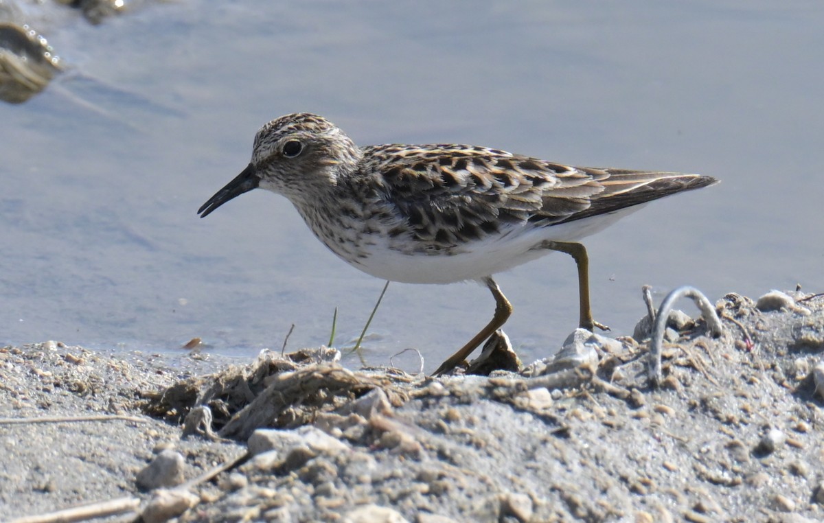 Least Sandpiper - ML636444051