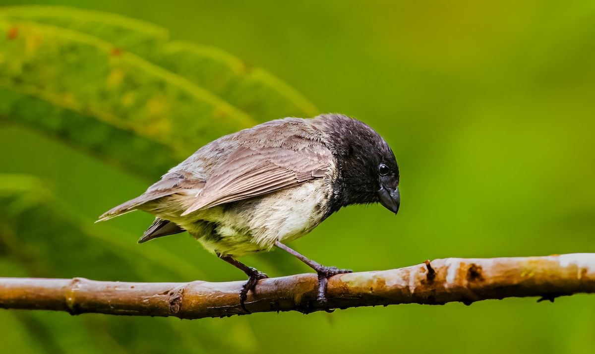 Large Tree-Finch - ML636444066
