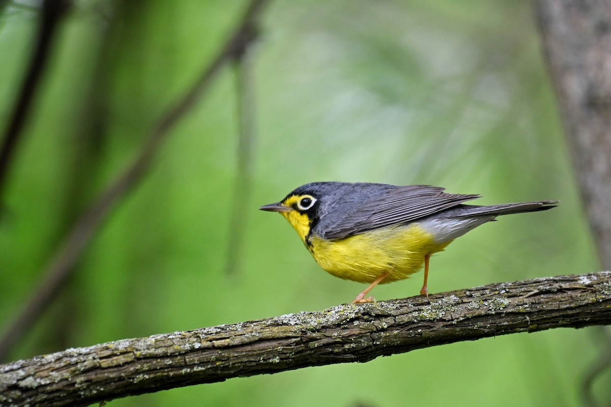 Kanadawaldsänger - ML636444069