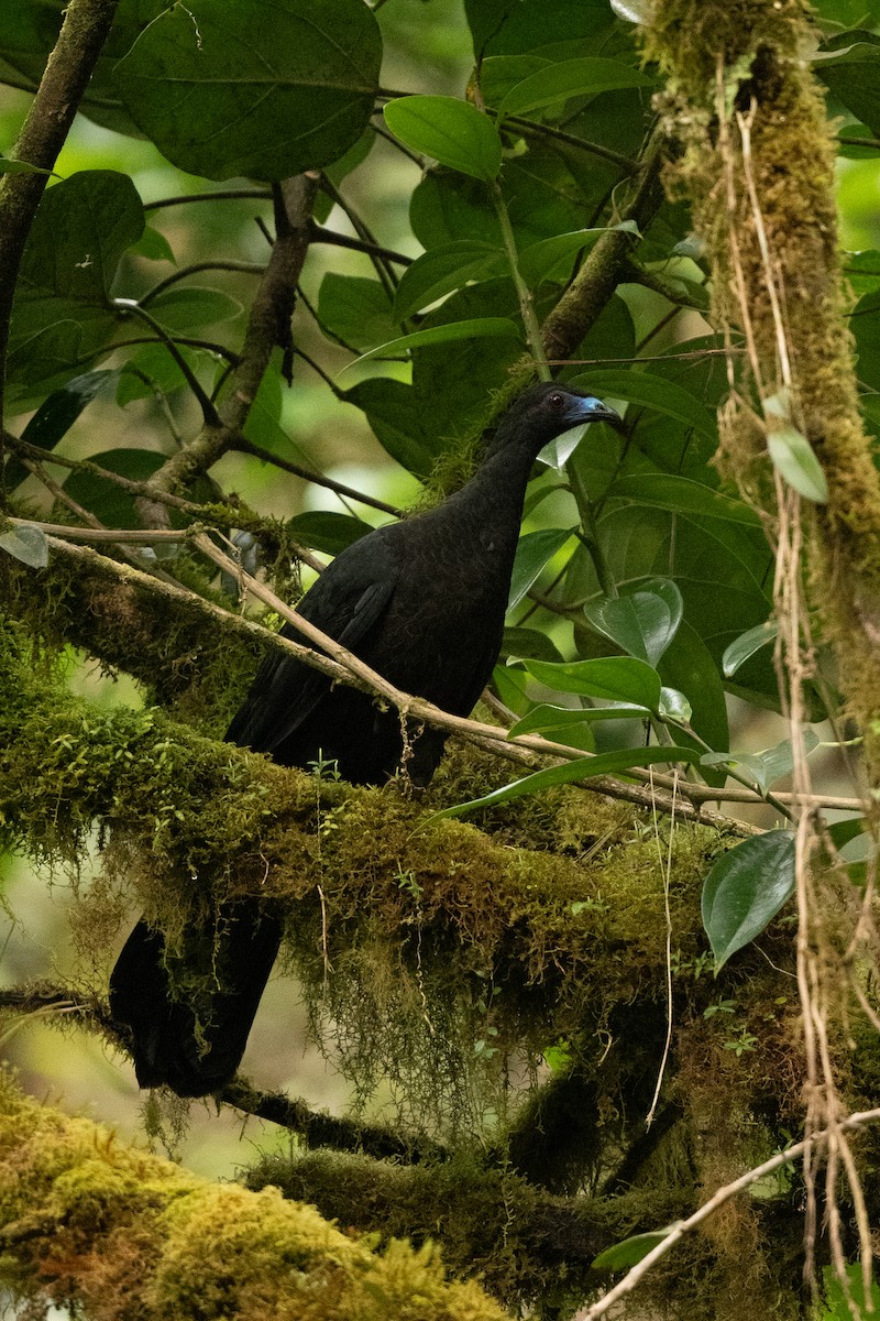 Black Guan - ML636444072
