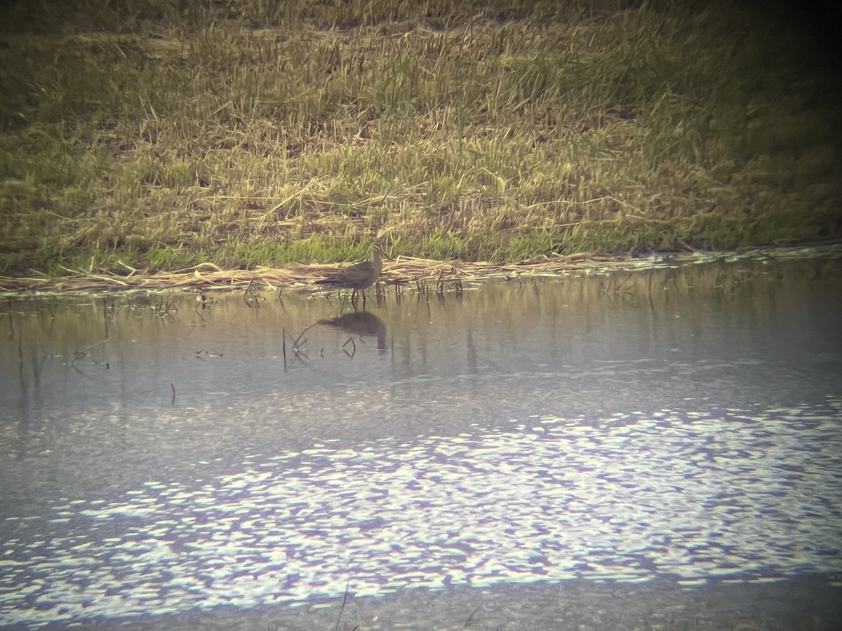 Hudsonian Godwit - ML636444090