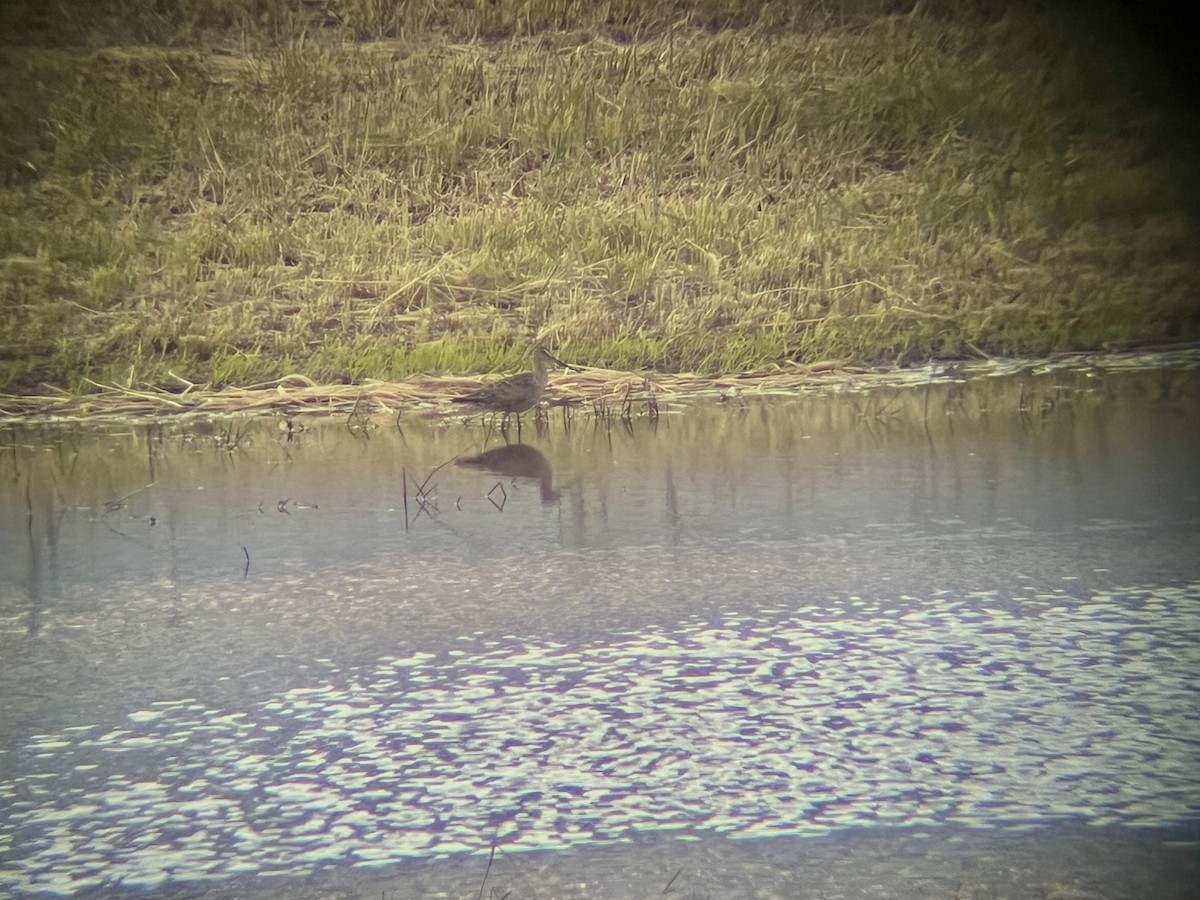 Hudsonian Godwit - ML636444091