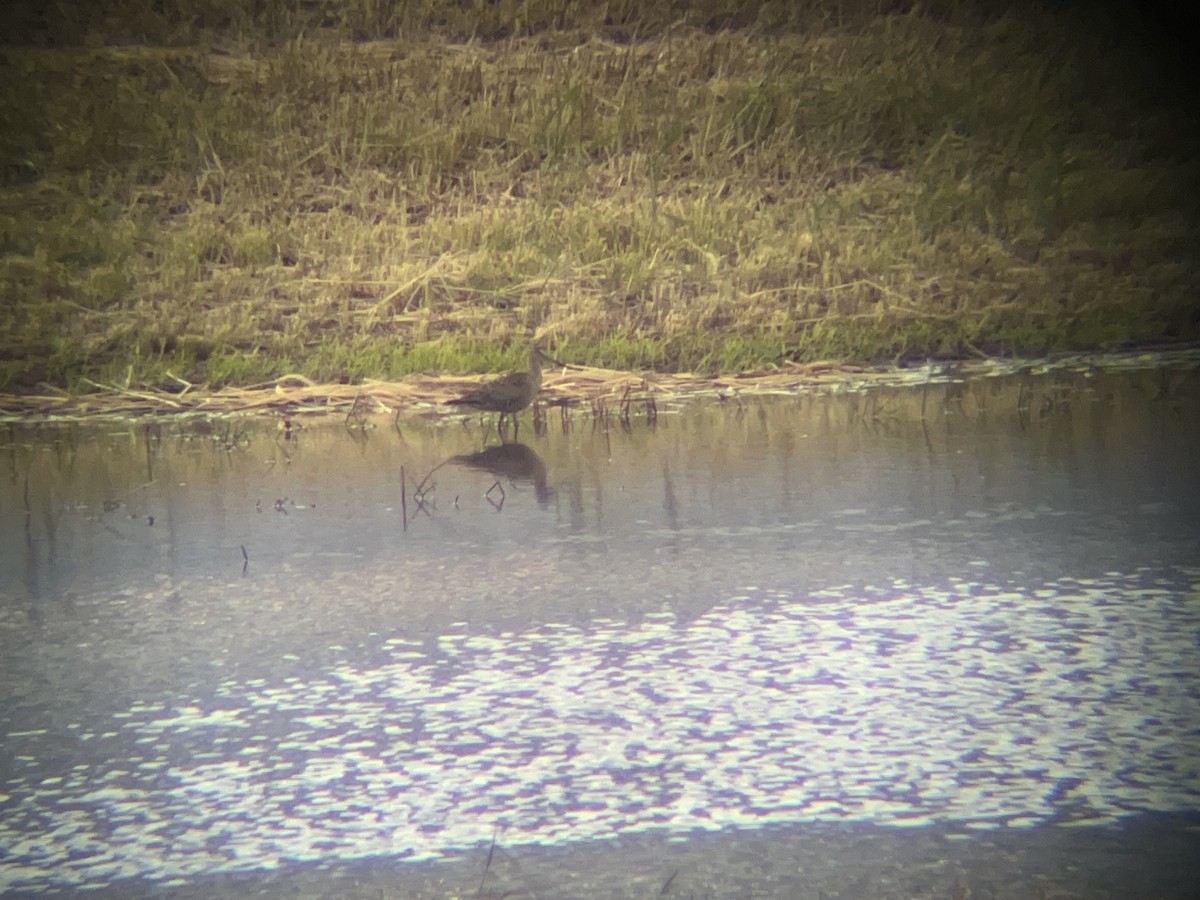 Hudsonian Godwit - ML636444092