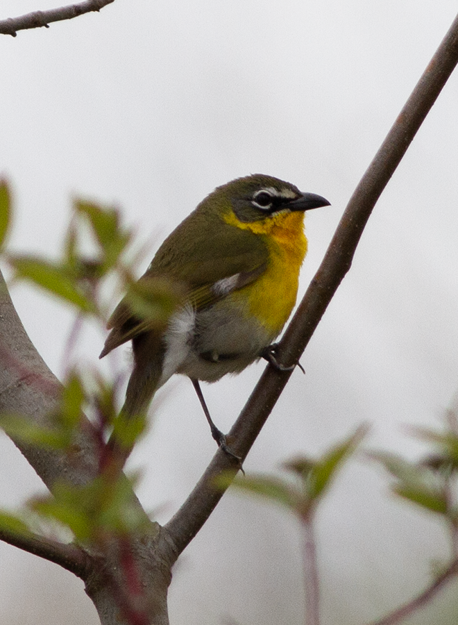 Yellow-breasted Chat - ML636444129