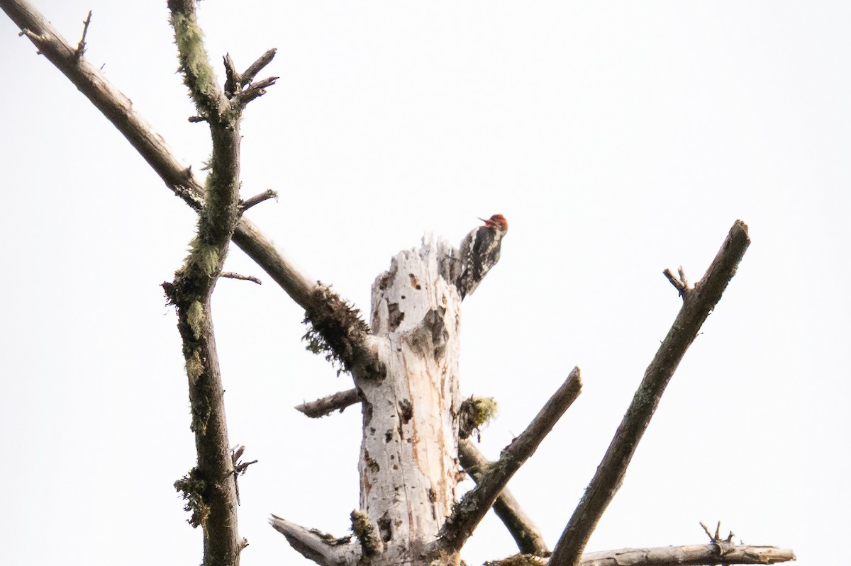 Red-breasted Sapsucker - ML636444152