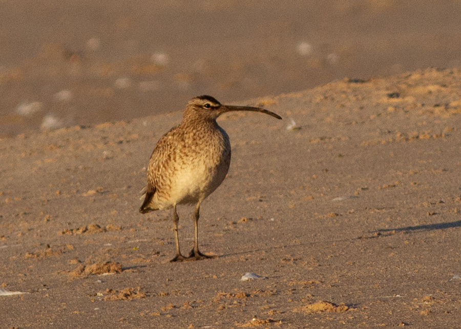 חרמשון אמריקאי - ML636444162