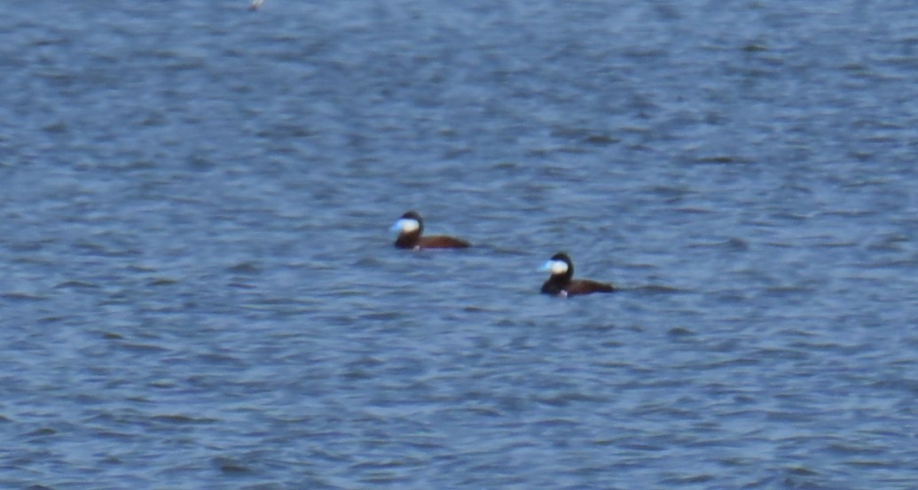 Ruddy Duck - ML636444432