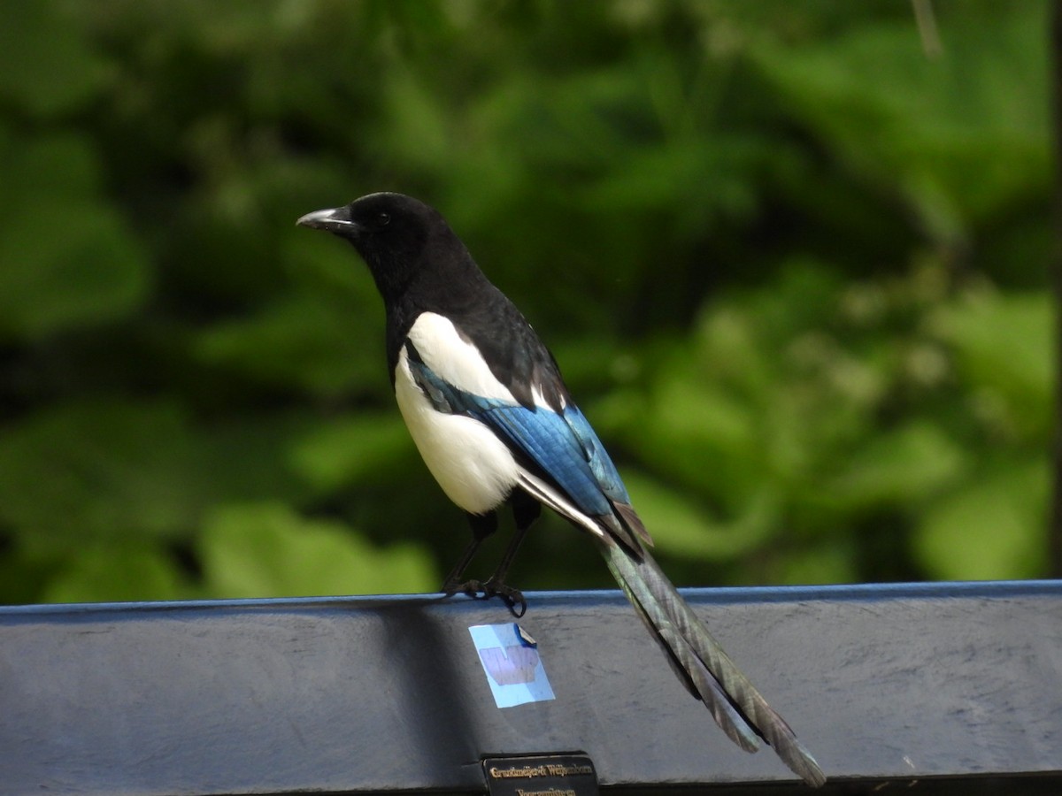 ユーラシアカササギ - ML636444433