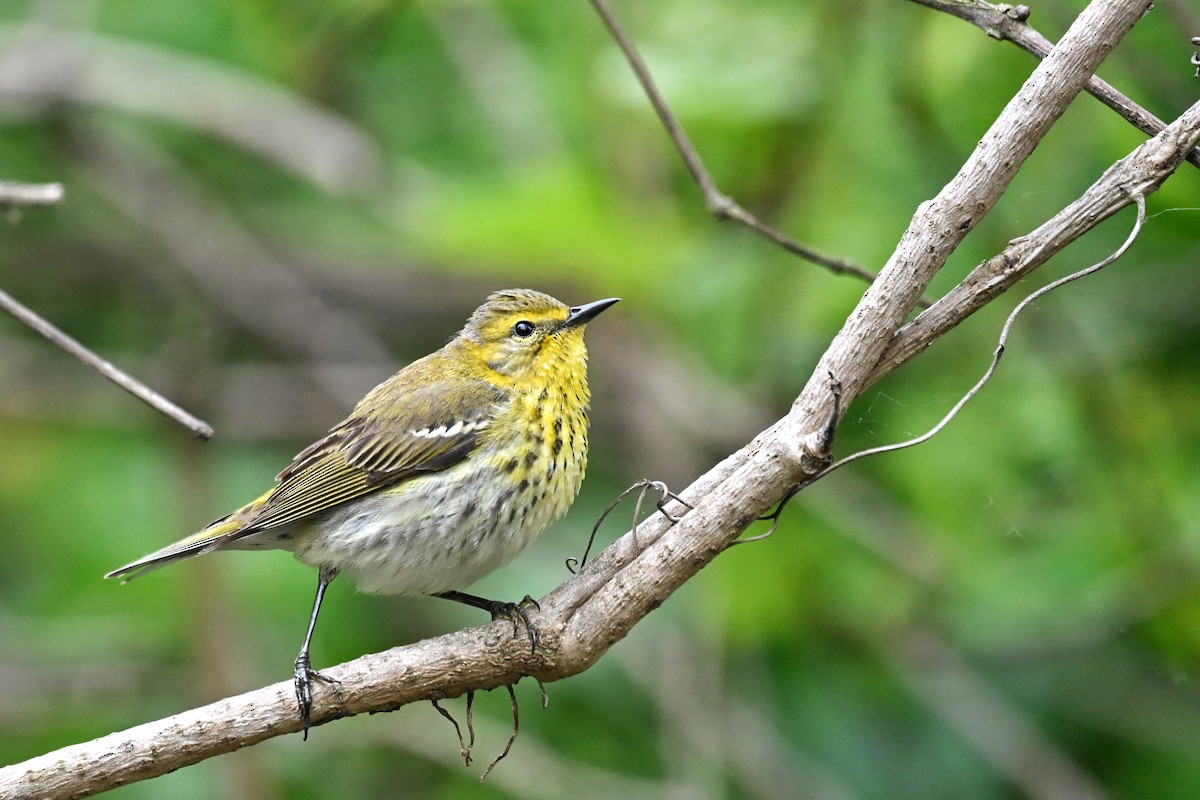 Tigerwaldsänger - ML636444436