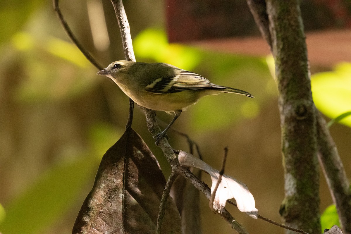 Yellow-winged Vireo - ML636444583