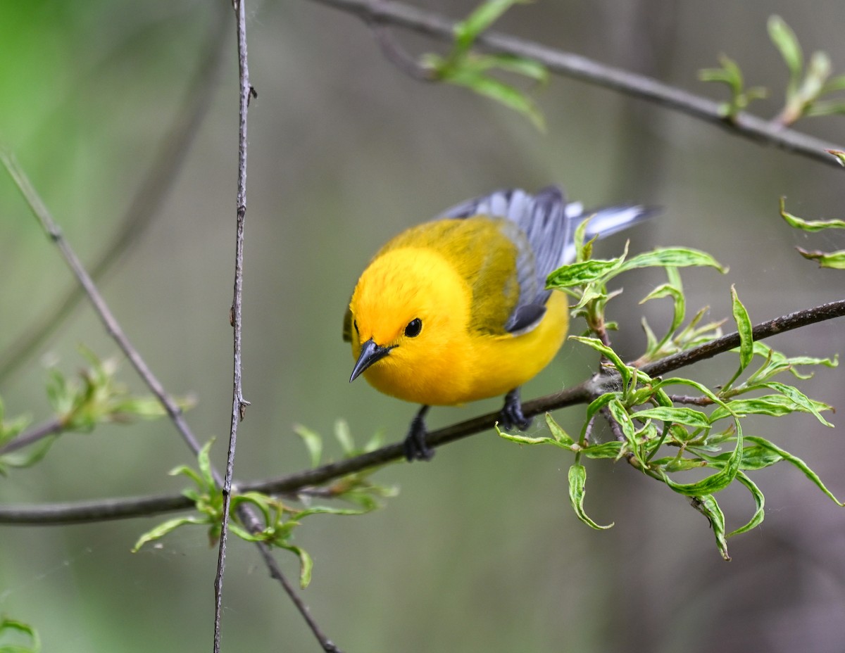 Zitronenwaldsänger - ML636444586