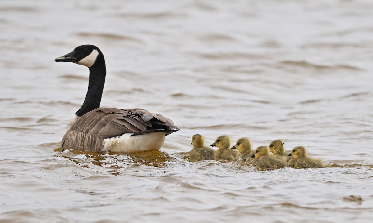 Канад галуу - ML636444603