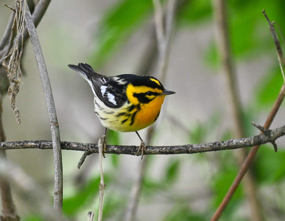 Fichtenwaldsänger - ML636444614