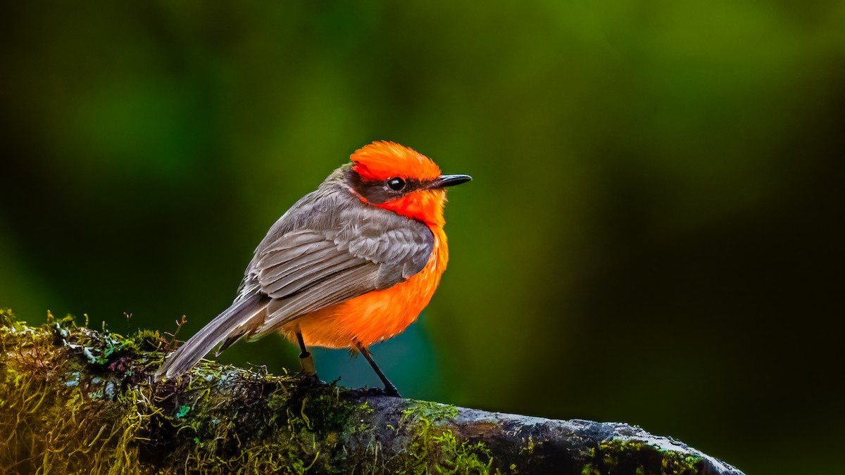 Brujo Flycatcher - ML636444686