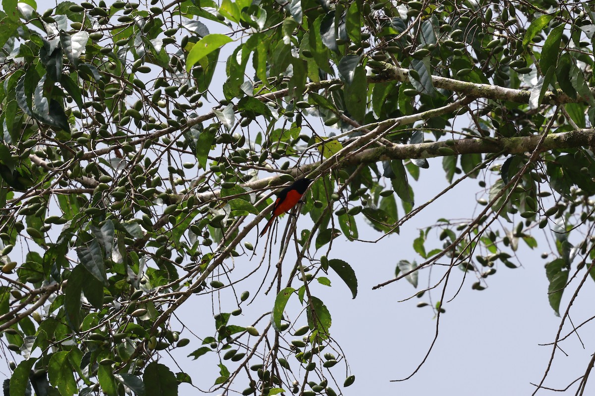 Fiery Minivet - ML636444706
