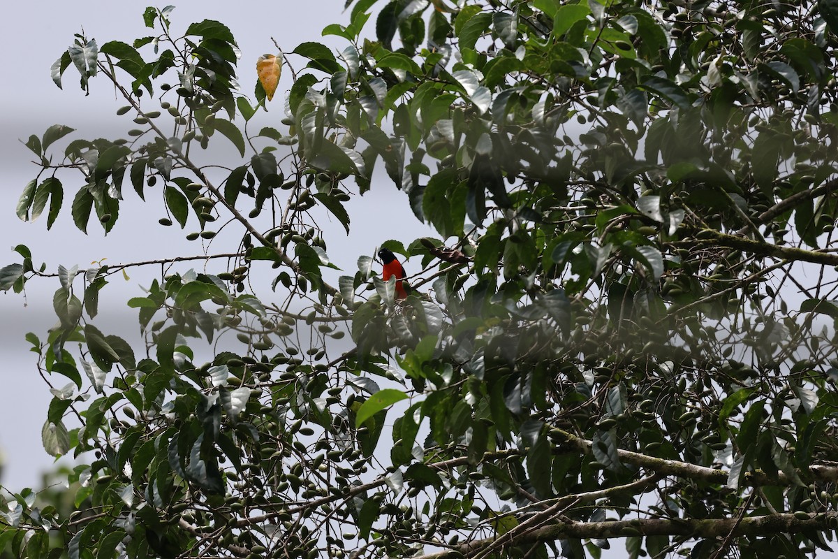Fiery Minivet - ML636444718
