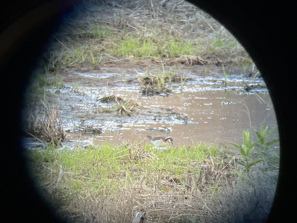 Wilson's Phalarope - ML636444719