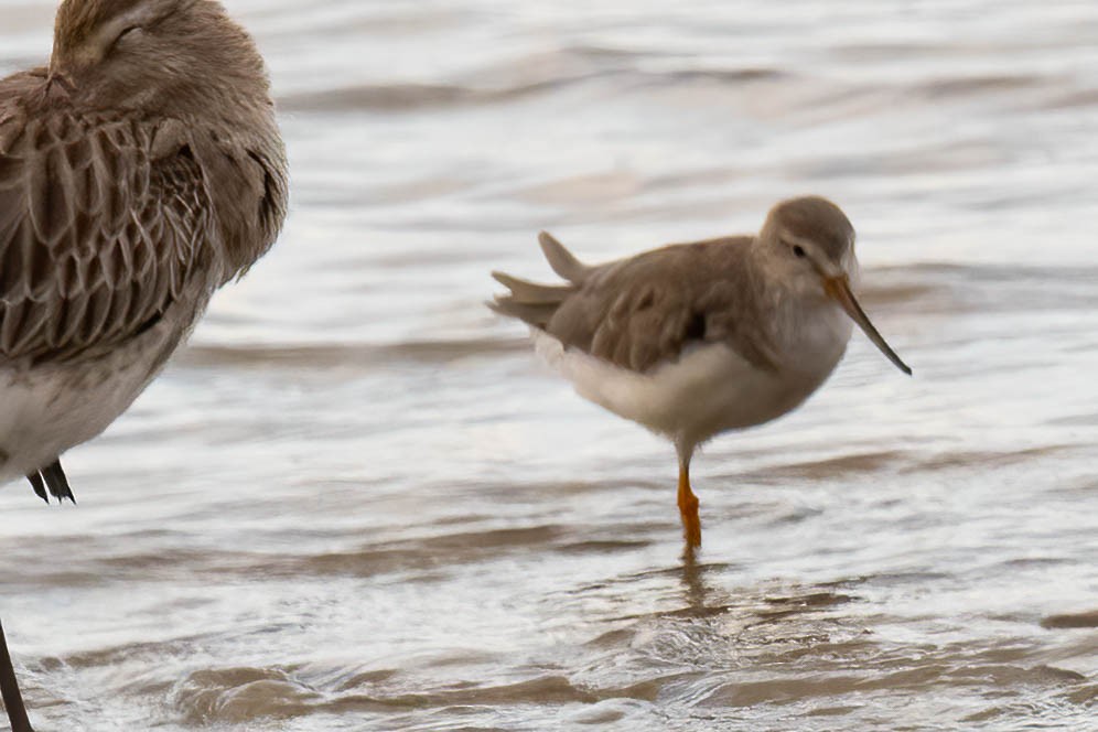Terek Sandpiper - ML636444759