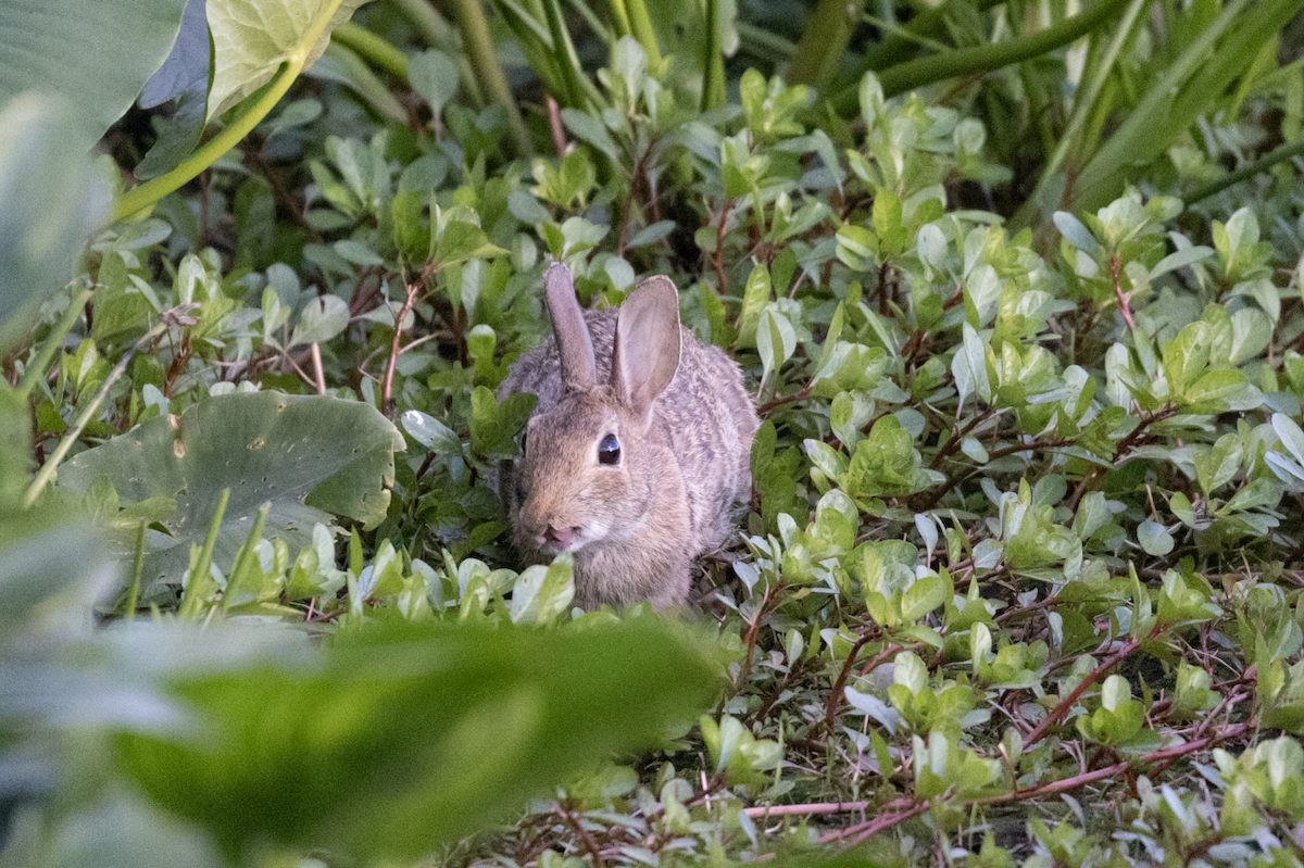 Cottontail Rabbits - ML636444781