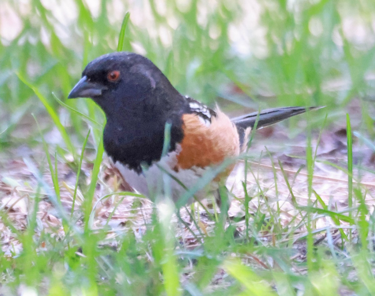 ホシワキアカトウヒチョウ - ML636444796