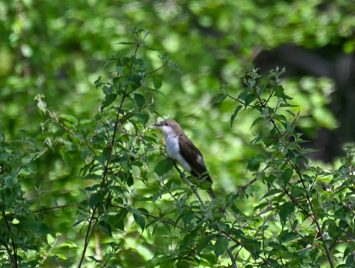 Schwarzschnabelkuckuck - ML636444867