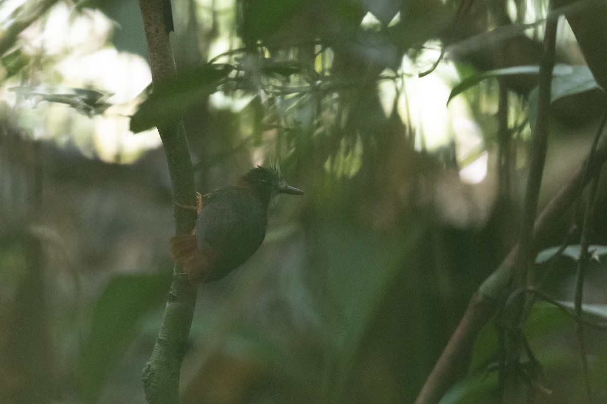 White-plumed Antbird - ML636444870