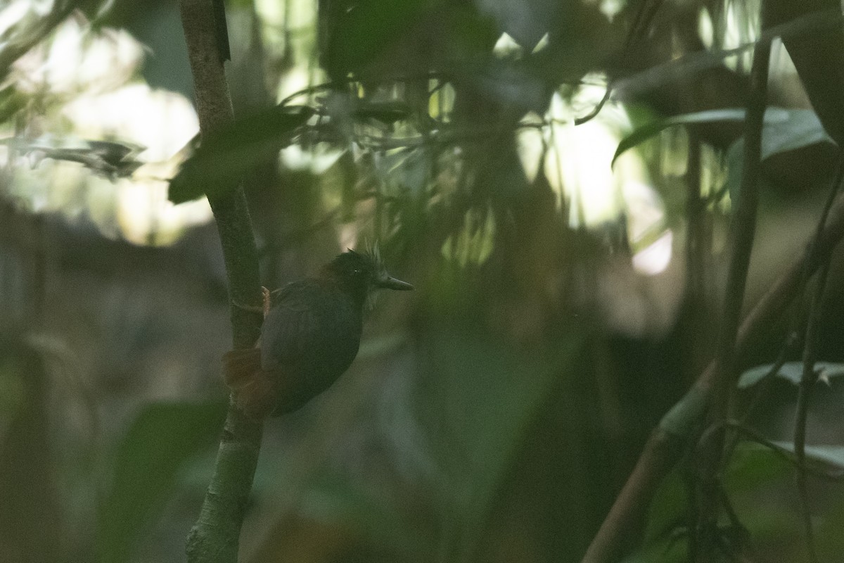 White-plumed Antbird - ML636444871