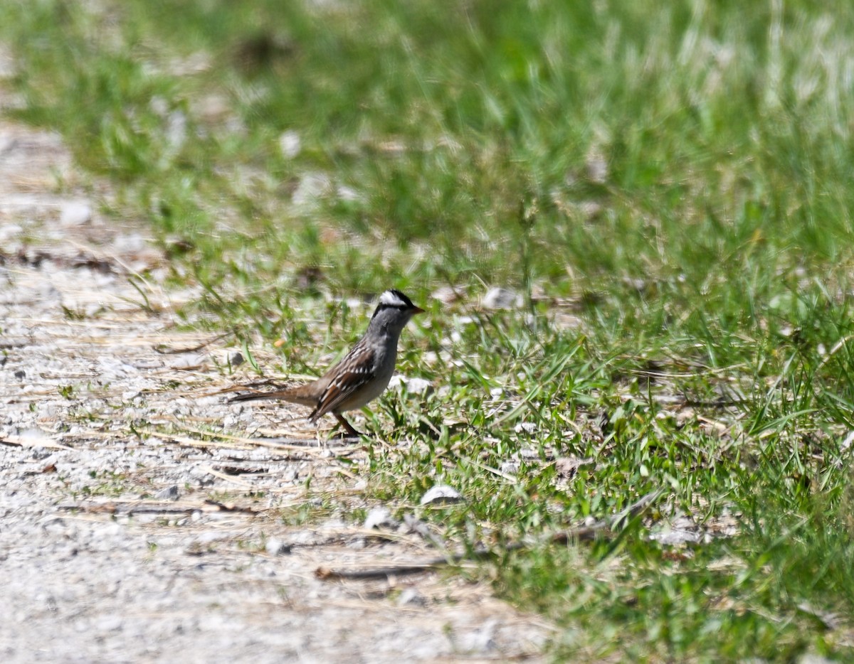 Dachsammer - ML636444894