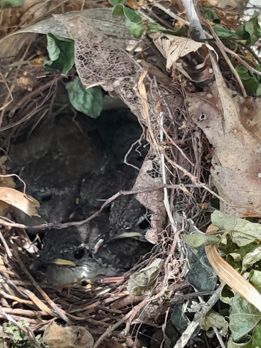 Carolina Wren - ML636444896