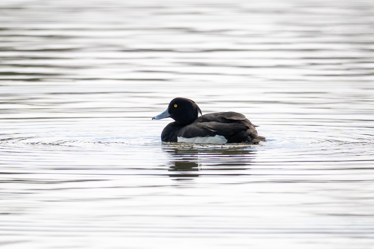鳳頭潛鴨 - ML636444936