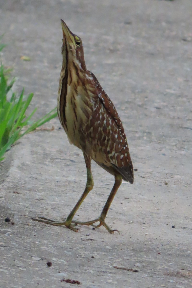 Schrenck's Bittern - ML636445018