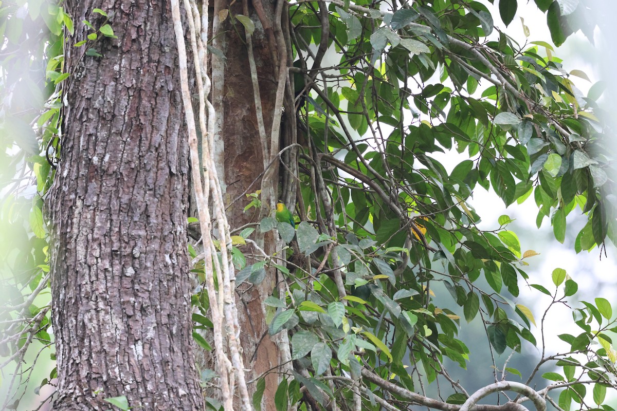 Yellow-throated Leafbird - ML636445072
