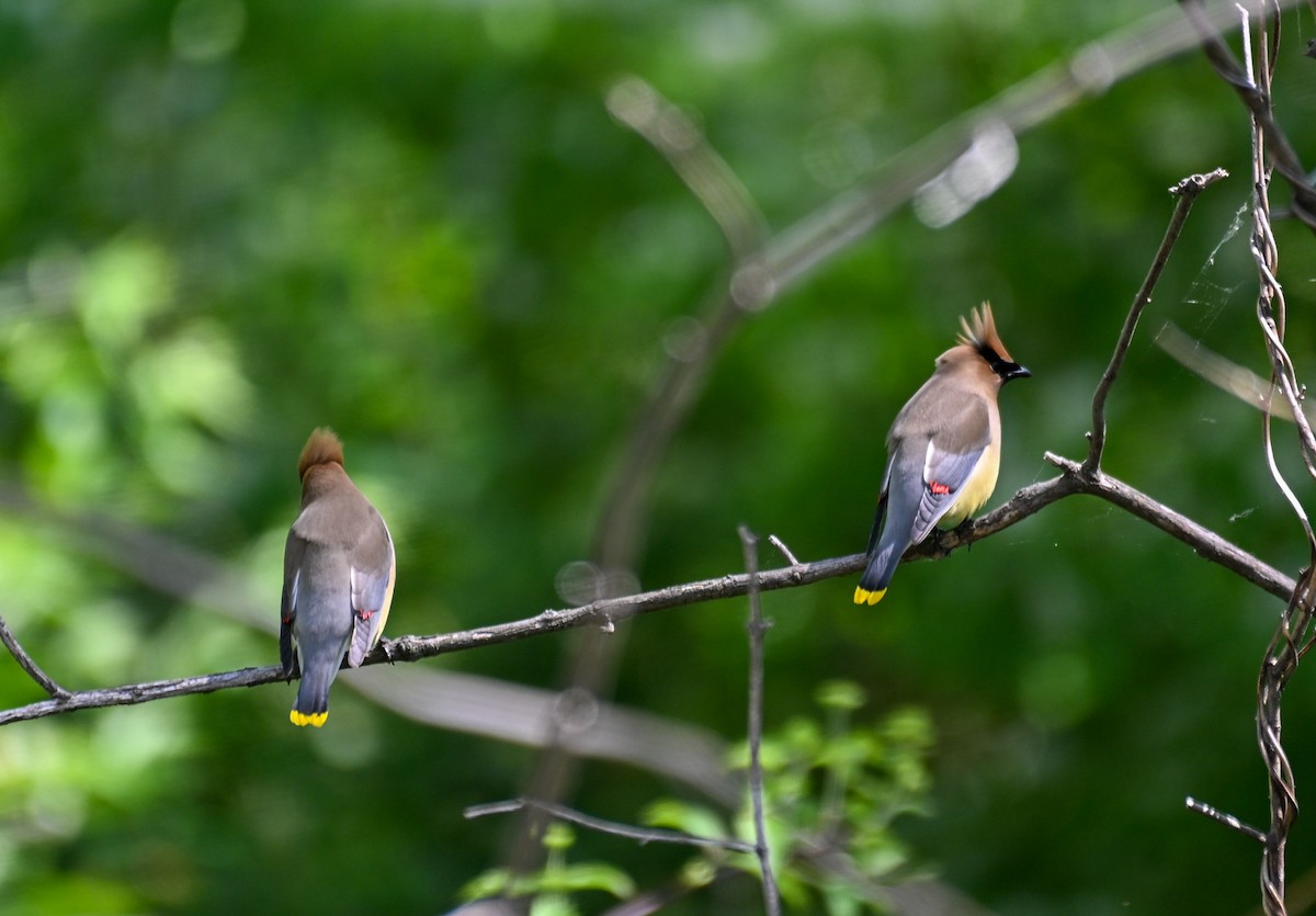 Zedernseidenschwanz - ML636445073